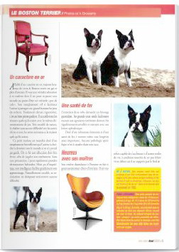 Des bostons de valcyre - Article sur le Boston Terrier