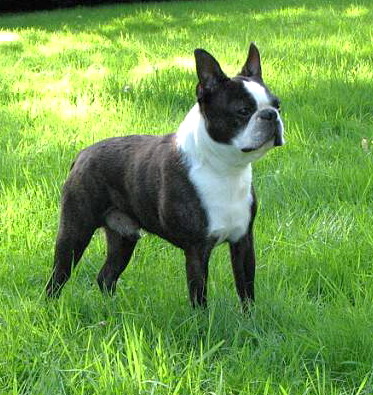 Nabucco Des bostons de valcyre