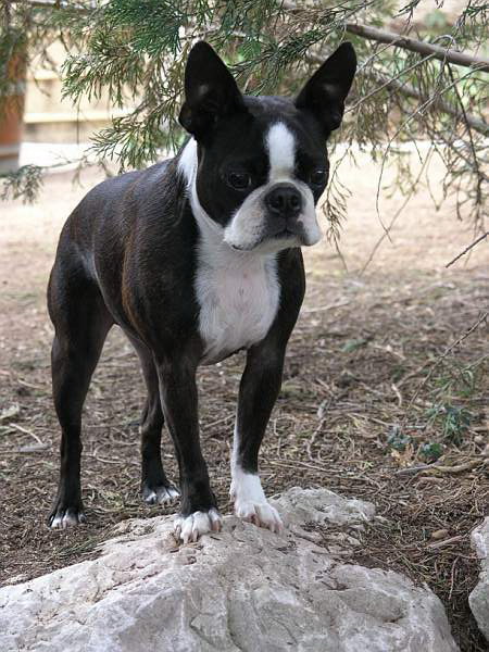 CH. Nephtys Des bostons de valcyre
