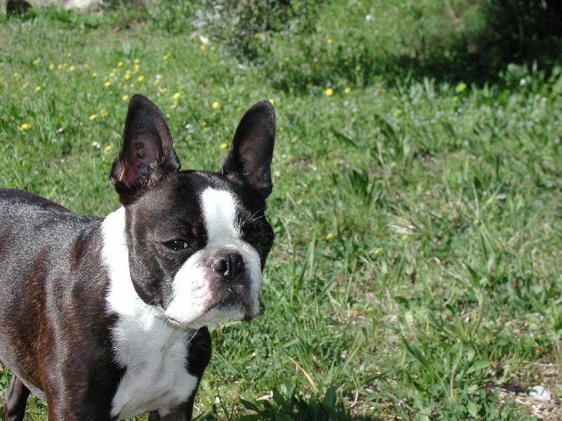 Jalna dite jujube (Sans Affixe)