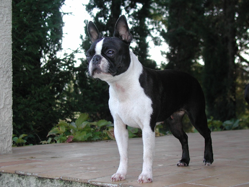 CH. krak-mont's My justice seagirl multi championne