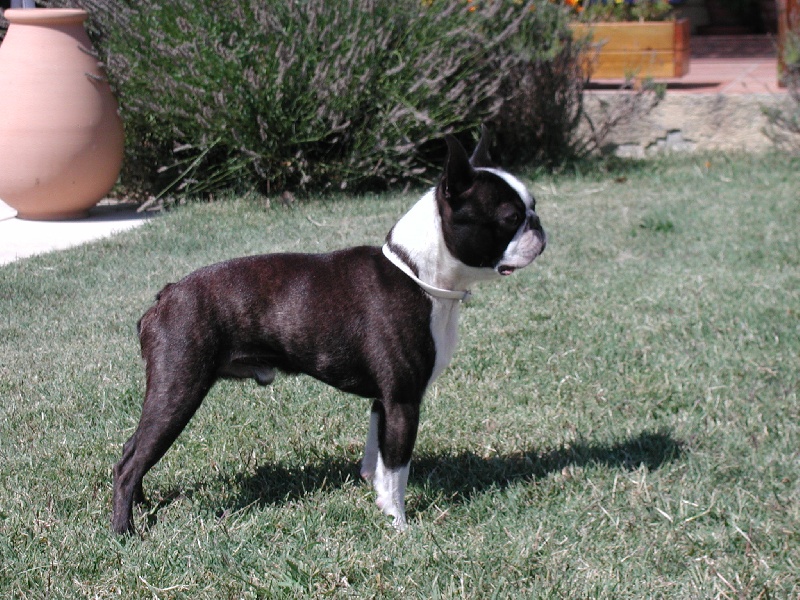 Ussar Des bostons de valcyre