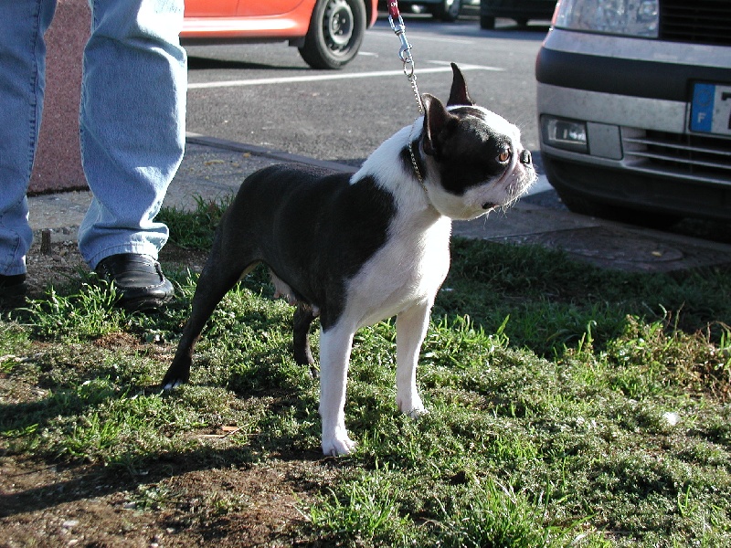 Priska Des bostons de valcyre