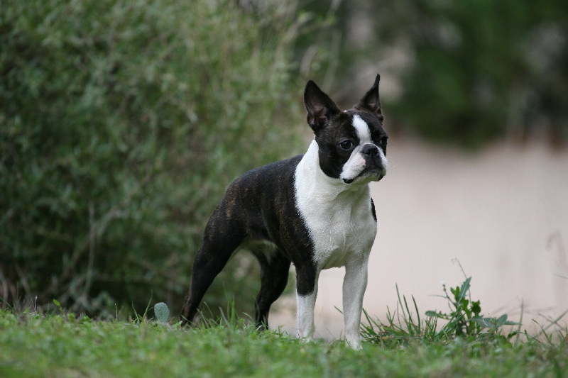 CH. Cassiopee chentyt Des bostons de valcyre
