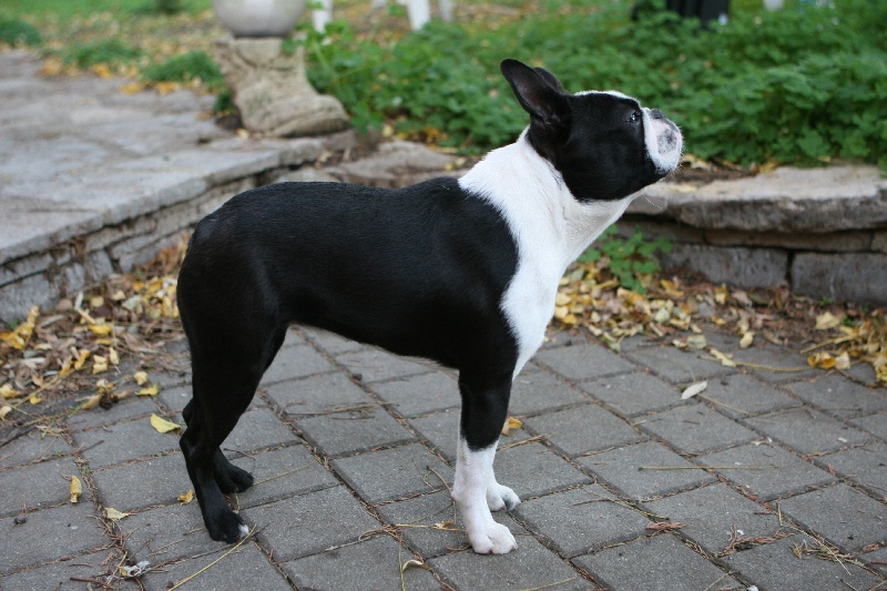 Elektra De La Légende De L'Archer