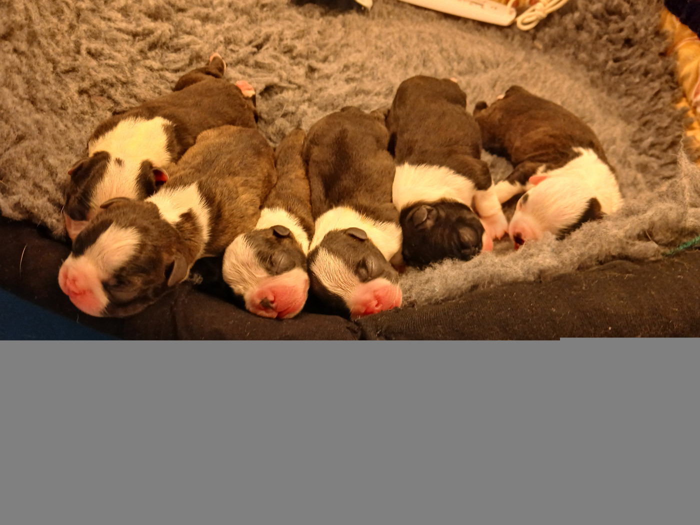 BÉBÉS