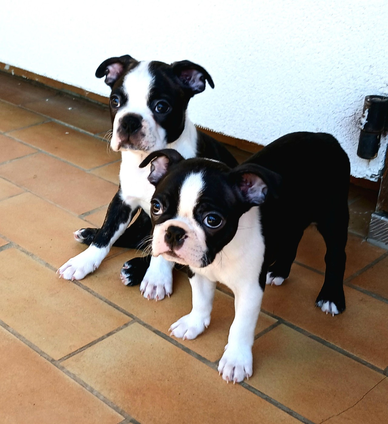 Deux bébés disponibles