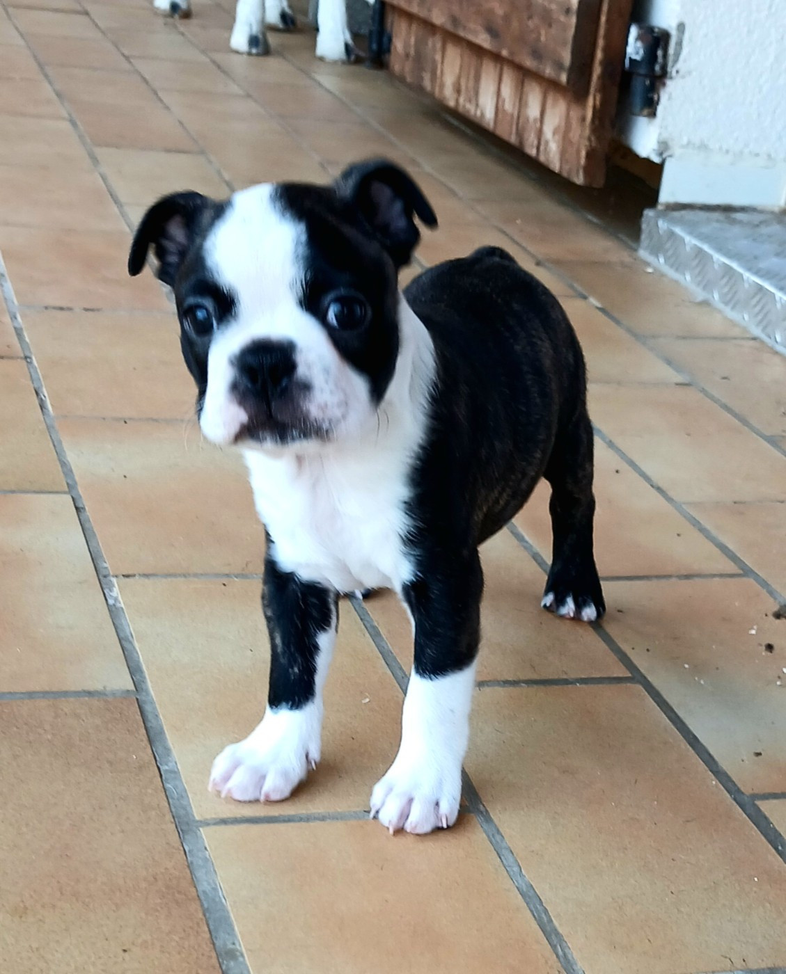 Bébés