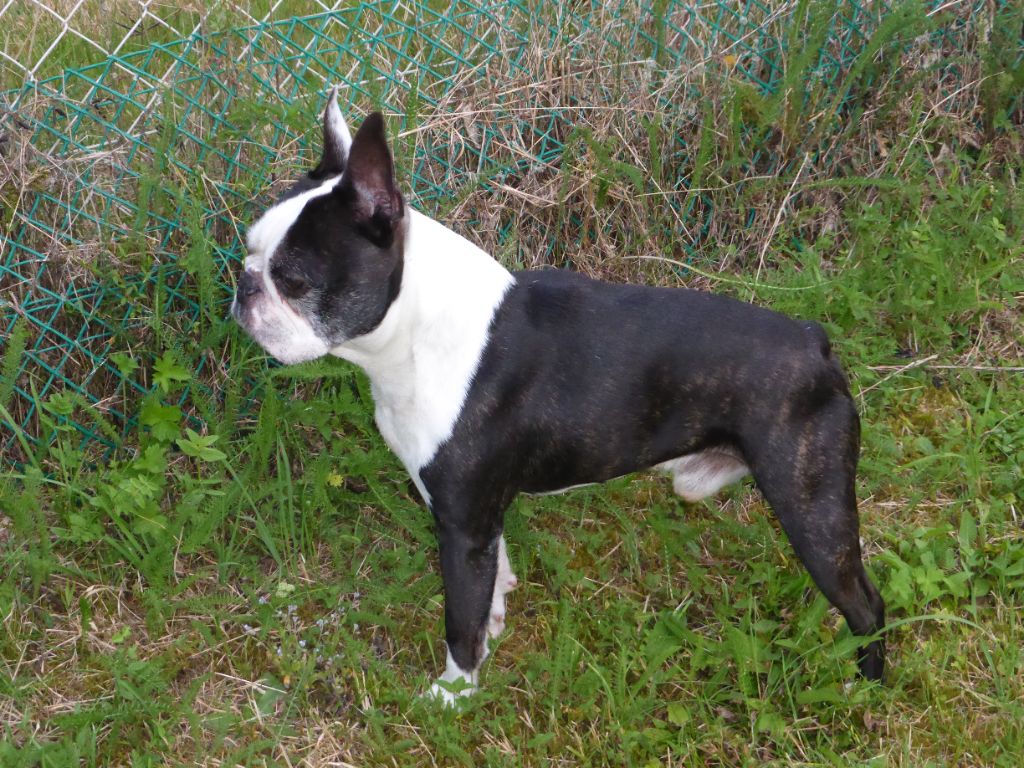 Des bostons de valcyre - JACK SUITE VISITE OSTHEO